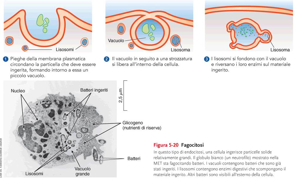 Lisosoma Fagocitosi