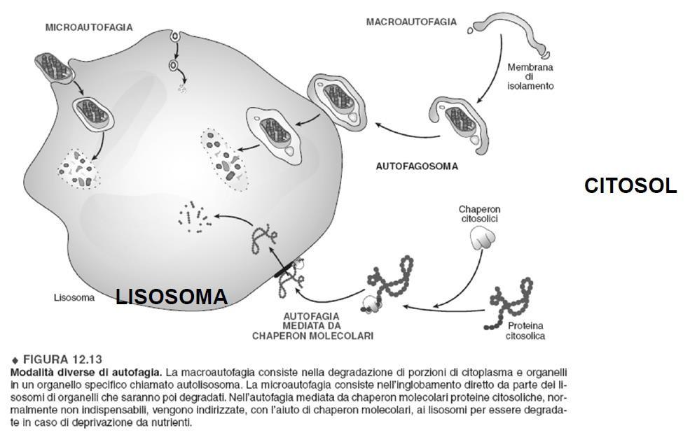 Lisosoma autofagia I materiali intracellulari raggiungono i lisosomi attraverso il processo di autofagia, un processo catabolico di