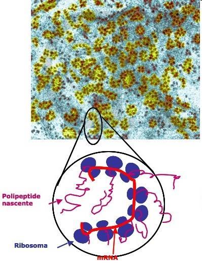 I RIBOSOMI Sono formati da (60%) RNA ribosomiale (rrna) associato a (40%) proteine (circa 80).