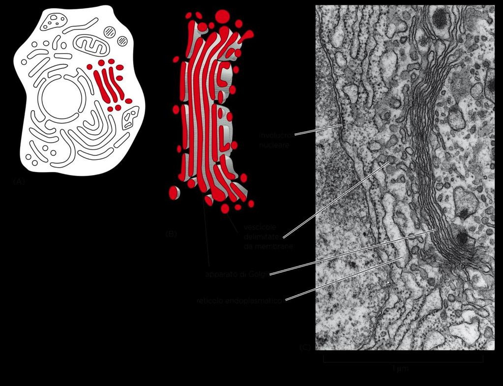 APPARATO DI GOLGI E dal punto di vista funzionale un
