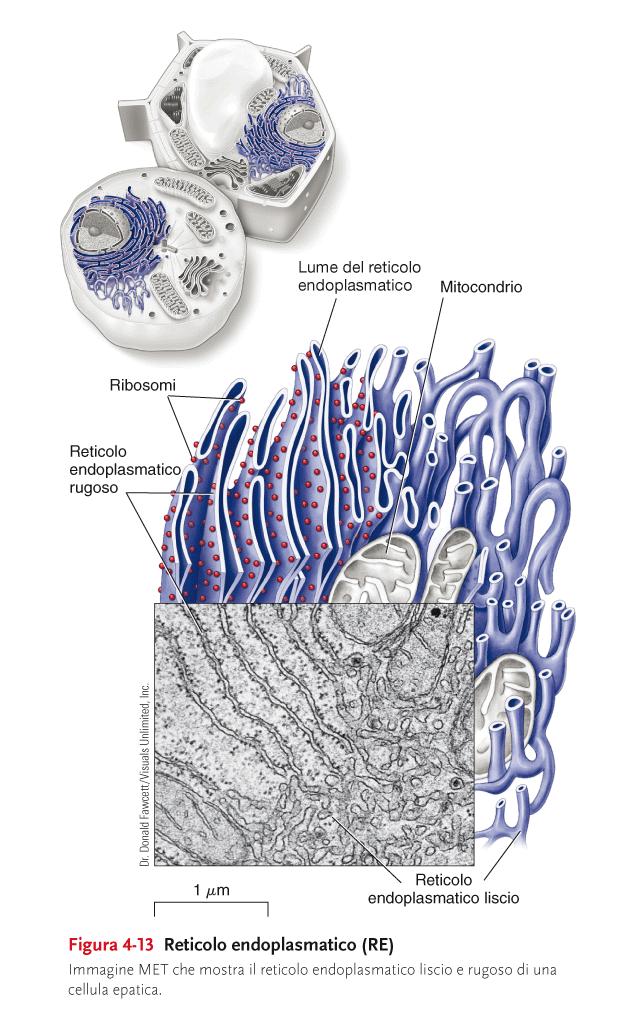 IL RETICOLO ENDOPLASMATICO Reticolo di membrane organizzate in strutture tubulari e cisterne appiattite che si estendono in molte regioni del citoplasma.