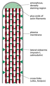 I MICROFILAMENTI I microfilamenti sono implicati nella divisione