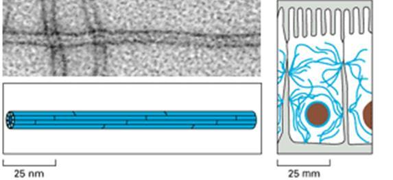 I FILAMENTI INTERMEDI I filamenti intermedi sono costituiti da proteine