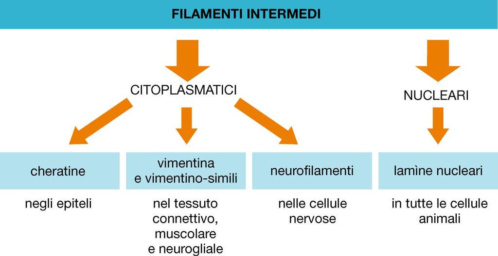 TIPOLOGIE di