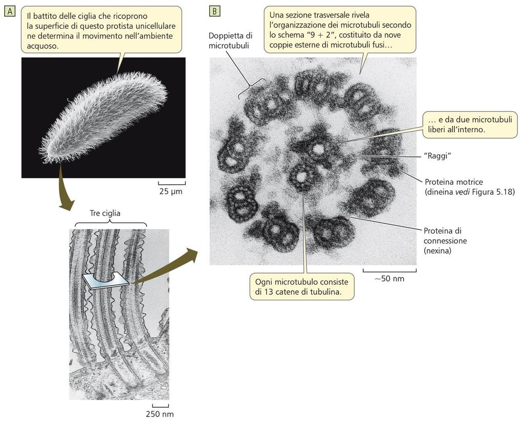 I microtubuli costituiscono inoltre i componenti principali di