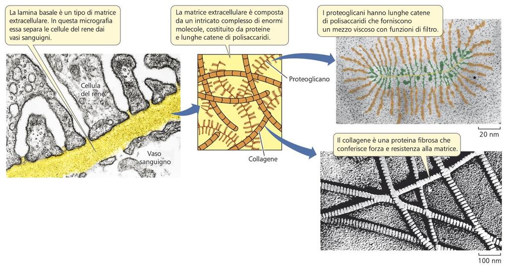 MATRICE EXTRACELLULARE Costituisce il tessuto extracellulare degli organismi viventi Diverse