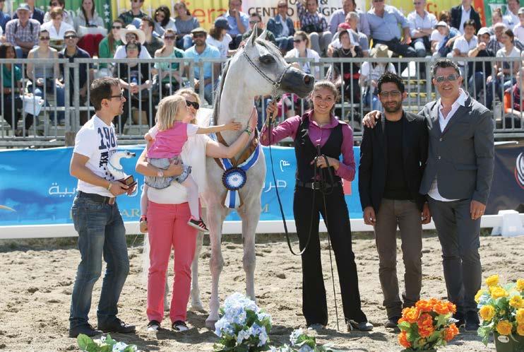 Arabians/IT MARJAN ALBIDAYER Bronze Medal STALLIONs