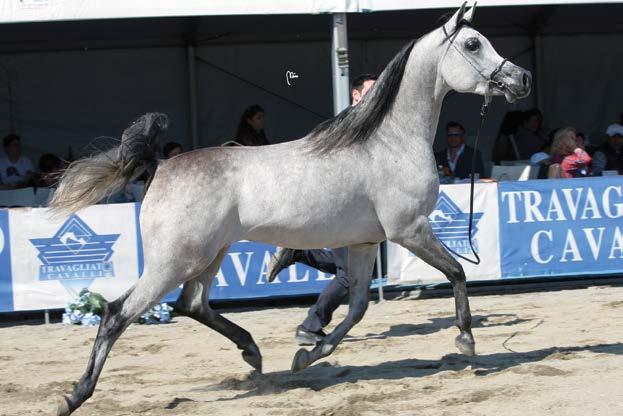 Magic Arabians/AT HADIBA SILVER Medal COLTs