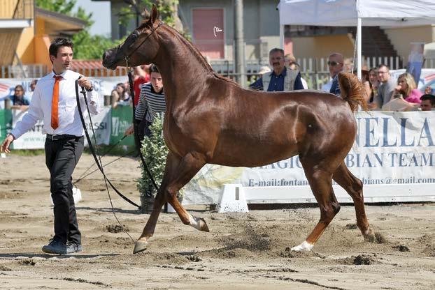 O: Wifling/DE DEFFIANCE SILVER Medal MAREs