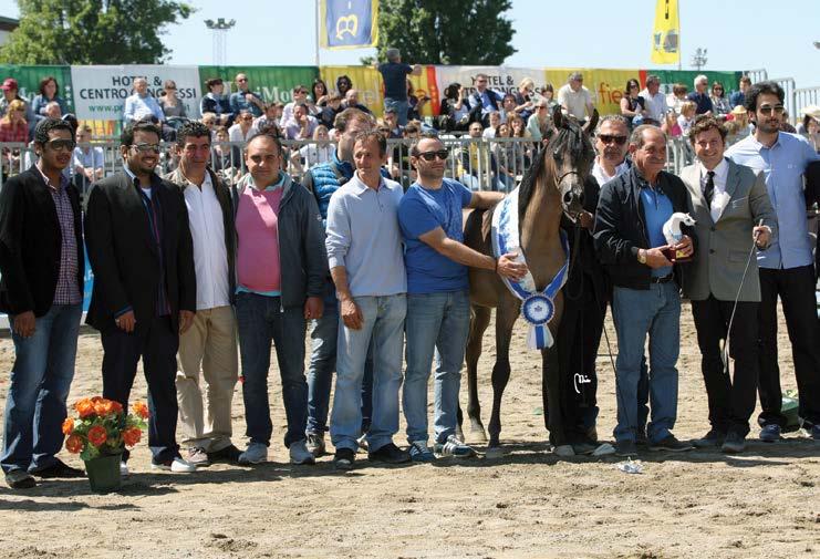 TF AL AYAD SHOWS AND EVENTS SILVER Medal YEARLING