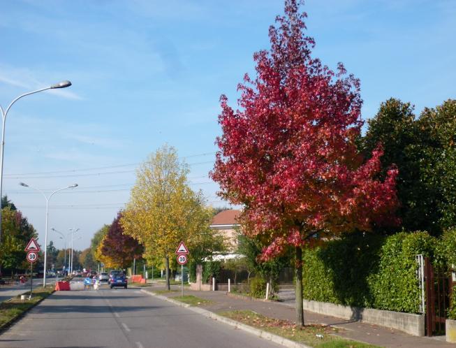 rubra), che rientrano nel percorso botanico dedicato alla piazza, si osservano due giovani Liquidambar (Liquidambar styraciflua) alternati a due Liriodendro