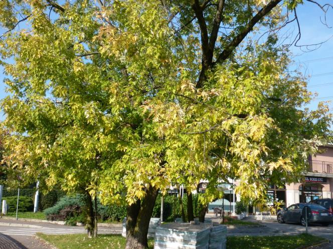 . Nell aiuola di fronte allo spiazzo che ospita alcuni negozi, si trovano tre Aceri saccarini (Acer saccharinum) (Foto 4), tra i quali uno dal tronco biforcuto e dalla corteccia grigiastra, fessurata