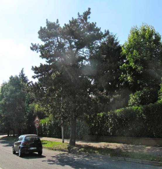 Proseguendo, a destra della ciclabile, si osservano un Liriodendro, un Liquidambar e di nuovo un Liriodendro, tutti giovani, prima del passaggio pedonale.