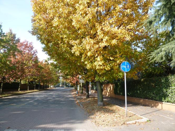 Di seguito, si nota un filare di 12 Querce scarlatte (Foto 7) prima dell incrocio con viale Nuvolari.