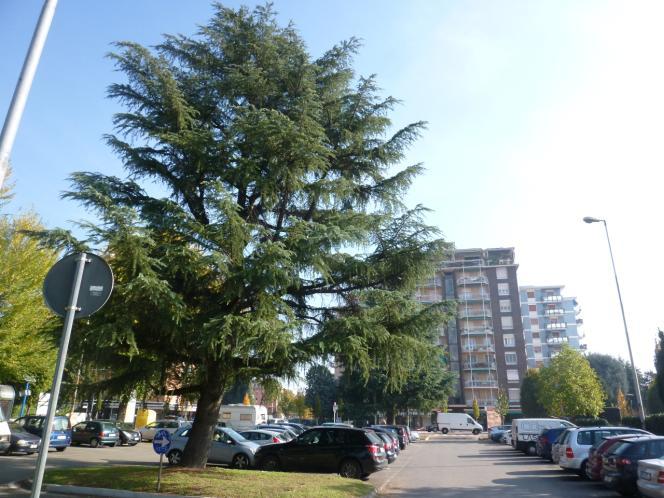 una recinzione. Riprendendo il viale Sempione, si ammira, a destra della ciclabile, un filare di 12 grandi Olmi (Ulmus major) (Foto 14), l ultimo dei quali quasi all incrocio con via Matteotti.