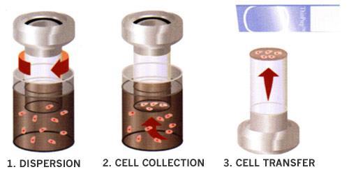 COSA AVVIENE NEL PROCESSATORE Il filtro transcyt entra nella fiala e ruota nella sospensione cellulare per separare (omogenizzare) il materiale aggregato senza danneggiare la morfologia cellulare.