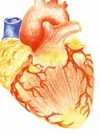 Il torace é delimitato in basso dal diaframma, muscolo disposto orizzontalmente, che separa gli organi contenuti nel torace da quelli contenuti nella cavità addominale.