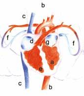 112 Capitolo 7 - Il supporto di base delle funzioni vitali ventricolo destro, il sangue viene pompato al circolo polmonare (f), dove, all interno degli alveoli polmonari, si purifica dell anidride