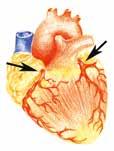 Il cuore esercita la sua funzione di pompa grazie all attività coordinata delle sue cellule muscolari, stimolate da cellule nervose che ne stabiliscono il ritmo di contrazione.
