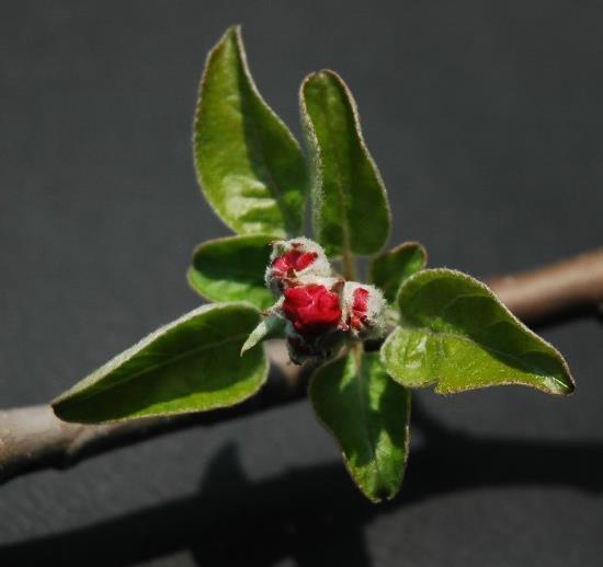 FIORITURA POMACEE Dato l avvicinarsi della fioritura di pero e melo si raccomanda di porre molta attenzione alle api evitando assolutamente trattamenti insetticidi, acaricidi e prodotti diserbanti: