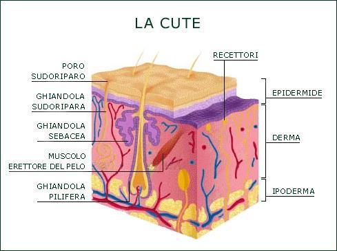 DIPARTIMENTO DI SCIENZE E TECNOLOGIE Pagina di approfondimento 3.