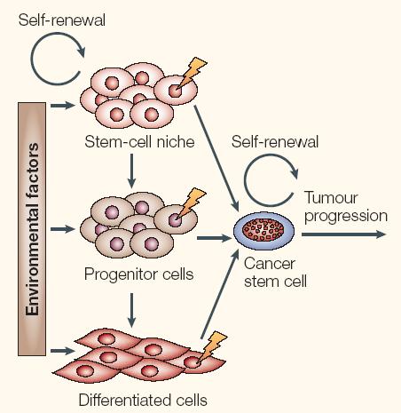 cancer stem cells (csc) Minority of cancer cells with tumorigenic potential NORMAL TUMORAL SELF-RENEWAL