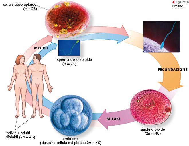 11. I gameti sono cellule aploidi, che