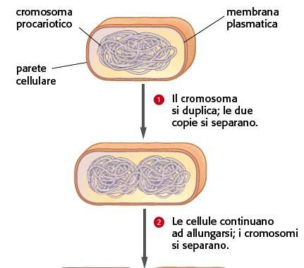 2. I procarioti si riproducono per scissione