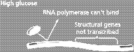 della trascrizione del DNA in mrna Sito di inserimento per