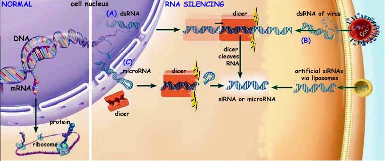 LA TRADUZIONE PUO ESSERE SELETTIVAMENTE BLOCCATA USANDO MOLECOLE DI RNA (processi fisiologici o