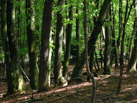 Foresta temperata Pur variando in misura significativa da zona a zona secondo le differenti caratteristiche climatiche, topografiche e pedologiche, si possono trovare quasi sempre specie arboree a