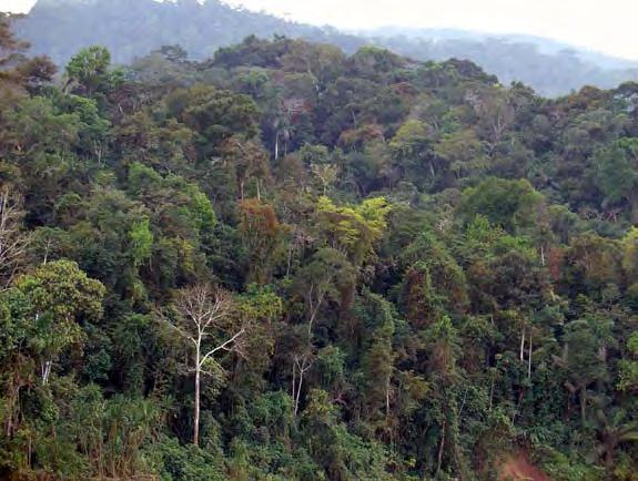 Foresta pluviale (tropicale) Foresta pluviale tropicale, sono le foreste pluviali caratteristiche delle regioni comprese tra i due tropici (tra il Tropico del Cancro e