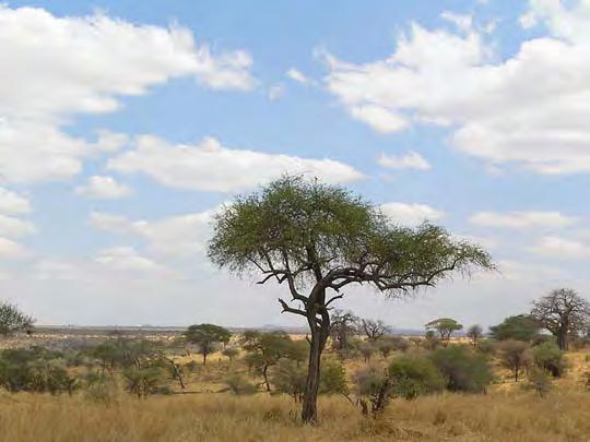 Savana Oltre i 400 mm annui, a meno che non intervengano altri fattori ambientali, gli alberi sono sufficientemente vicini e ricchi da formare una volta, che blocca la luce del sole e riduce la