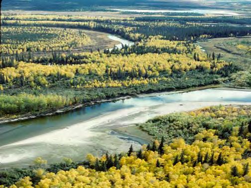 Taiga Le foreste di conifere sono molto importanti dal punto di vista economico: gran parte del legname prodotto per l'industria deriva proprio dallo sfruttamento di queste foreste.