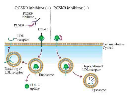 INIBIZIONE DELLA PCSK9 PCSK9 (Proprotein Convertase Subtilisin / Kexintype 9) è una proteina scoperta nel 2003 da un gruppo di ricercatori francesi PCSK9 appartiene alla famiglia delle subtilisine; è