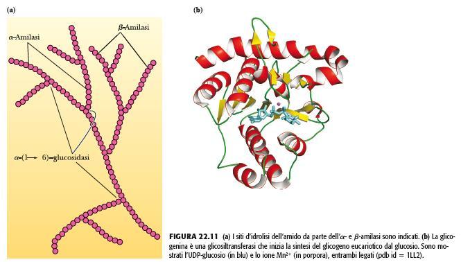 Sintesi del glicogeno La glicogenina dà inizio alla sintesi del glicogeno Glicogenina è una proteina di 37 kda. Estende la catena di glicogeno di 7 residui di glucosio.