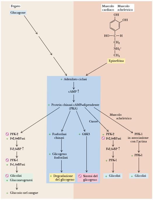 Il glucagone e l epinefrina stimolano la degradazione del glicogeno Quando il glucosio diminuisce Le cellule alfa delle isole di Langherhans rilasciano glucagone Che va al fegato.