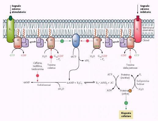 Proteine