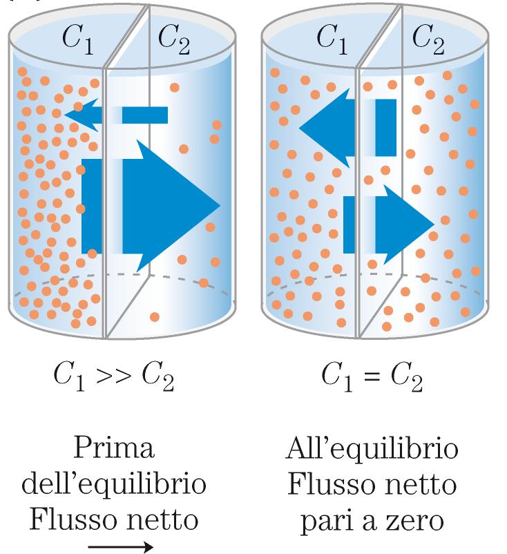 Trasporto di soluti attraverso le membrane Diffusione semplice soluti non carichi: Il soluto si muove dalla regione ad