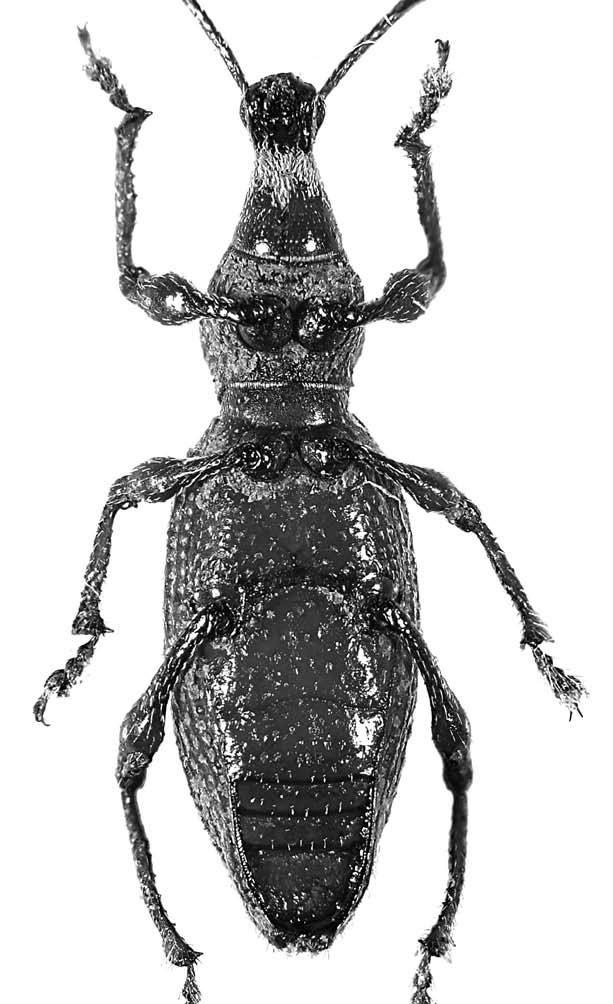 Fig. 2 Otiorhynchus (Lixorrhynchus) avoni