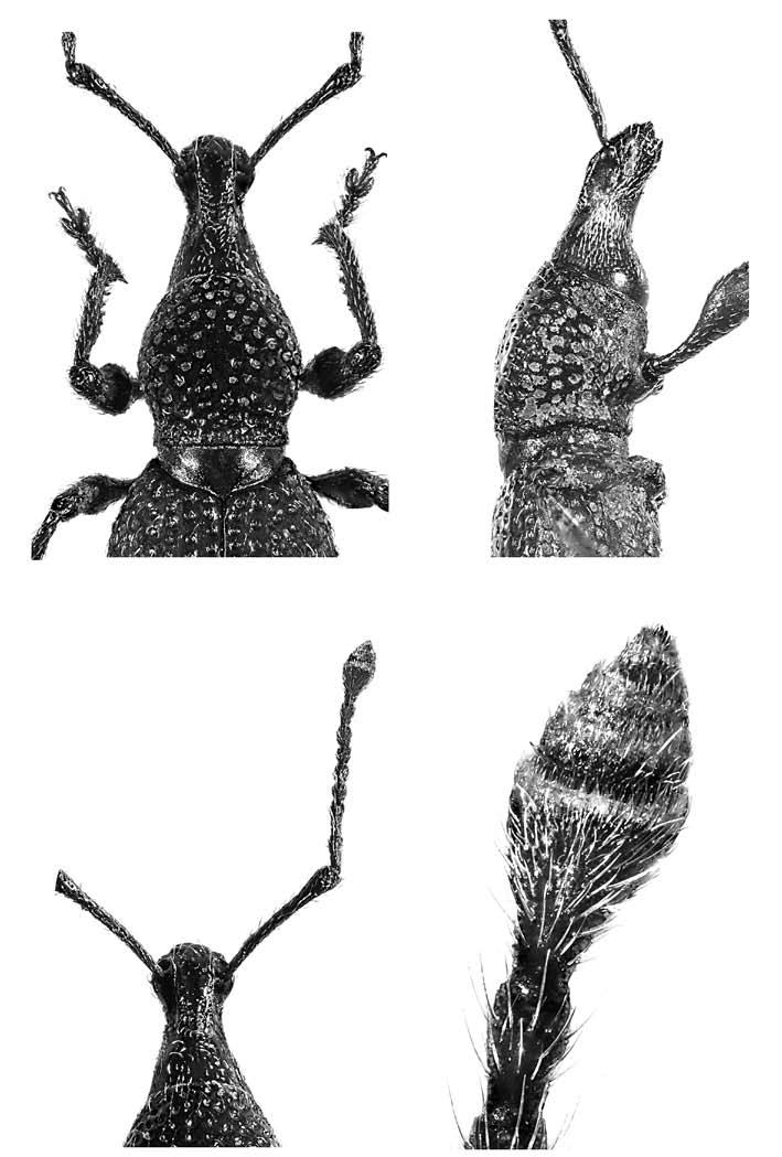 3 4 5 6 Figg. 3-6 Otiorhynchus (Lixorrhynchus) avoni n. sp.