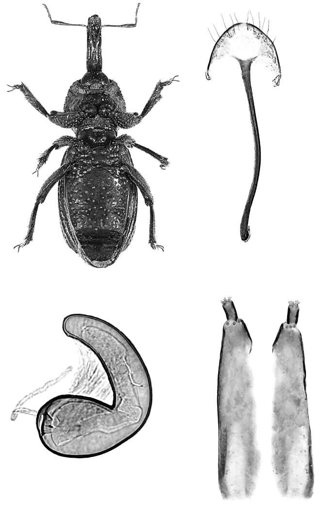 36 37 0.25 mm 0.1 mm 0.1 mm 38 39 Figg. 36-39 Raymondionymus pulcherrimus n. sp.