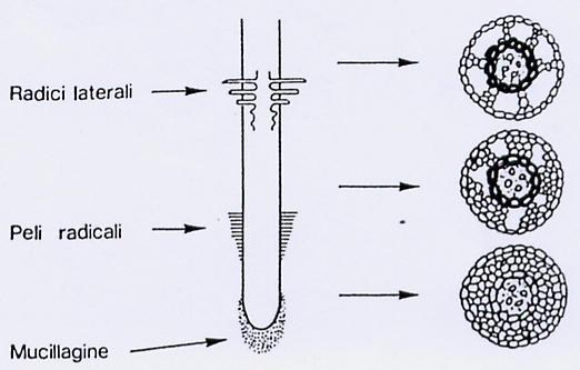 La velocità di assorbimento ionico tende a diminuire allontanandosi dall apice verso parte basale Aumento della deposizione di suberina nel rizoderma ostacolo al movimento nell