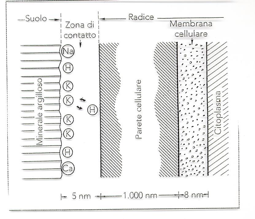Intercettazione radicale = scambio per contatto fra 2 superfici solide Dipende da: Quantità di nutrienti disponibili nel volume di suolo
