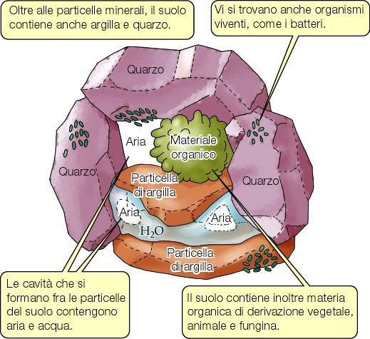 TERRENO Il 98% degli ioni sono contenuti nelle fase solida; lo 0.