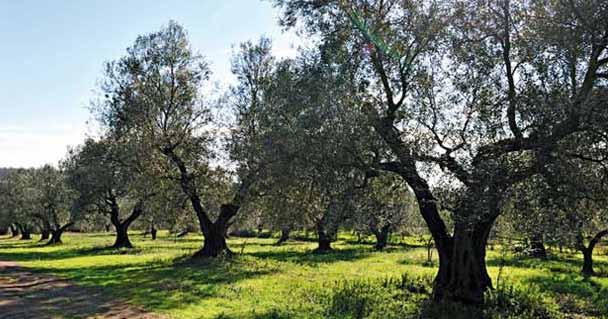 Alberi imponenti che portano traccia del tempo negli incavi e nelle scanalature dei tronchi, nei nodi che svelano le tracce di una storia minima fatta dallo