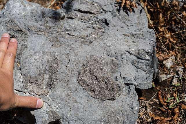 Morfologia del territorio Rocce osservate In uno dei geositi dei Monti Lucretili abbiamo osservato