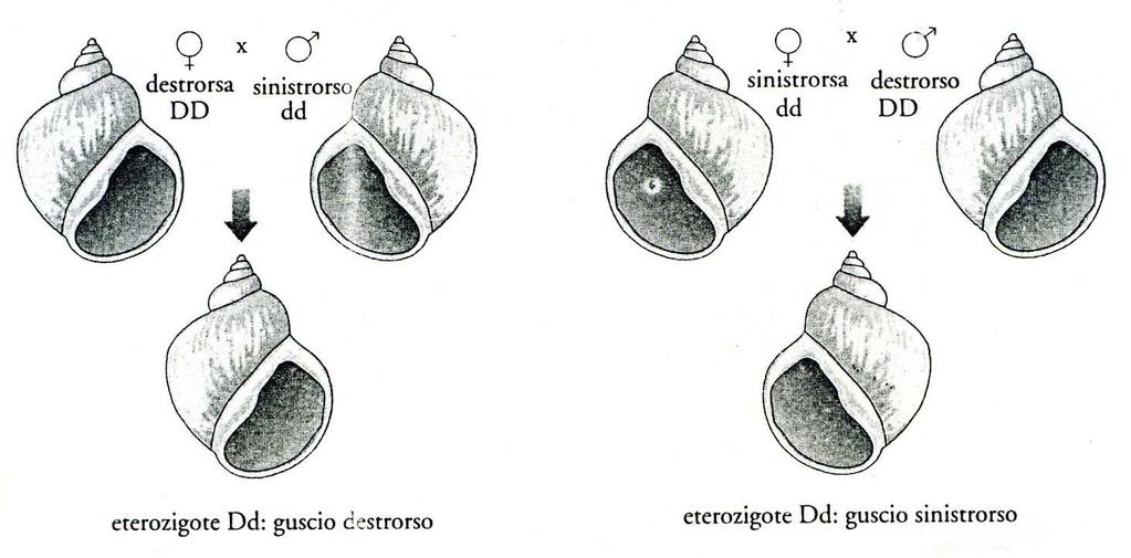 Esempio: orientamento conchiglia