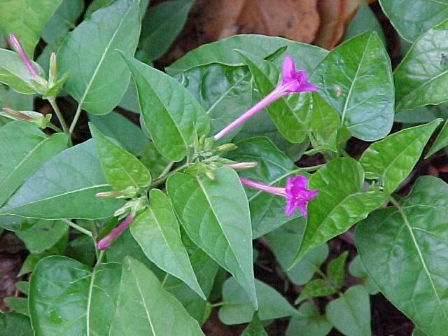 EREDITA PLASTIDIALE Variegatura foglie in Mirabilis jalapa - Dipende sempre dal genotipo