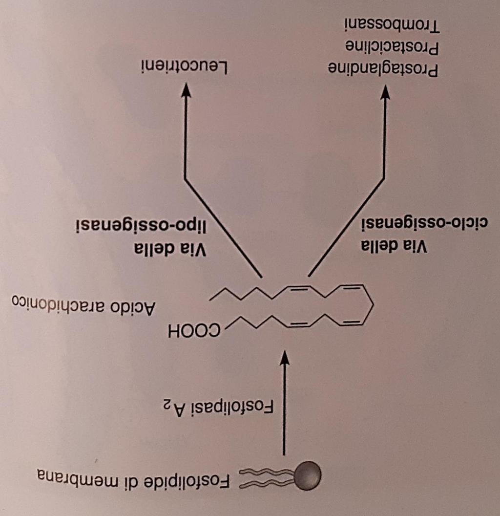 Messaggeri eicosanoidi La sintesi dei messaggeri eicosanoidi si basa sull attività della fosfolipasi A2 e catalizza la liberazione di acido arachidonico dai fosfolipidi di membrana.